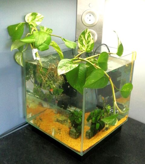 Plante aquatique pour aquarium et terrarium 3 92800 Puteaux