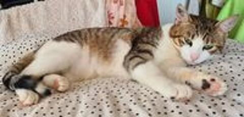   ZAZOO CHAT TIGRE BLANC 3 ANS 