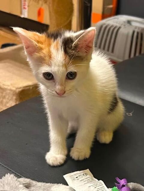 Chat PIMPRENELLE &agrave; l adoption 120 38470 Vinay
