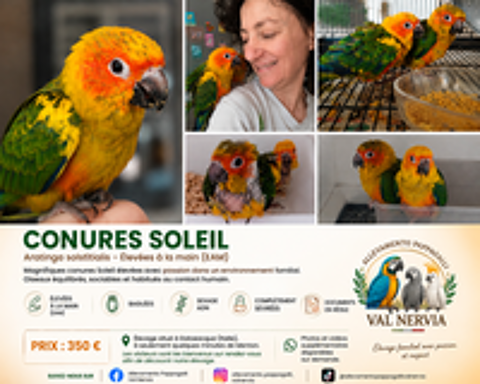   Conures Soleil EAM Baguées, sexées ADN, sevrées 