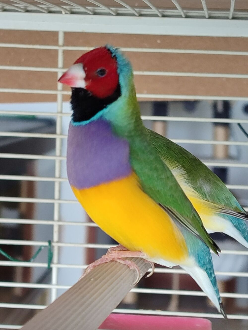   Bonjour je cherche  changer des diamants de gould 