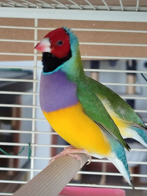 Bonjour je cherche à échanger des diamants de gould 0 44200 Nantes