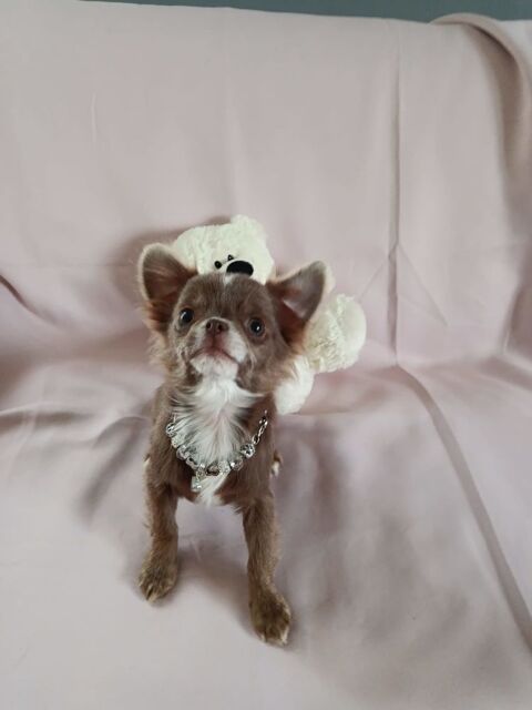 Femelle Chihuahua 1500 38270 Beaurepaire