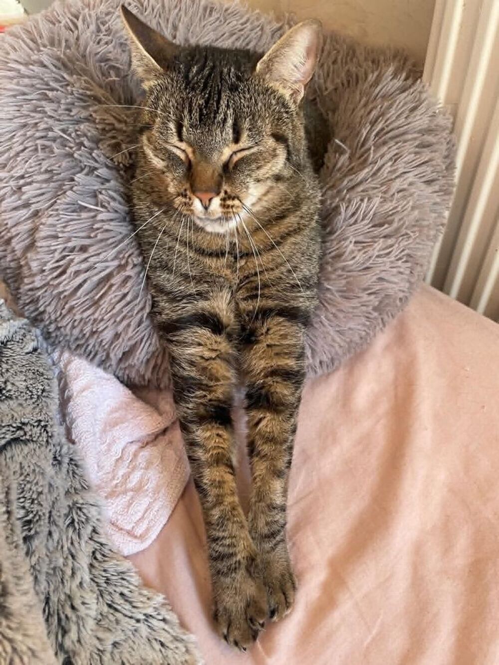   Simba le chat idéal pour une famille ou 1er chat 