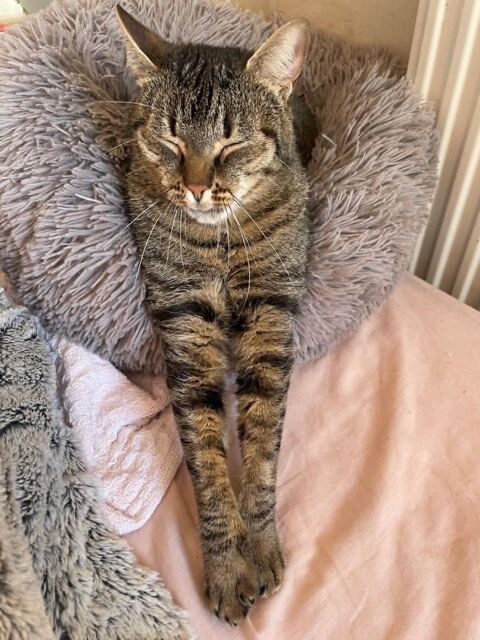Simba le chat id&eacute;al pour une famille ou 1er chat 180 92000 Nanterre
