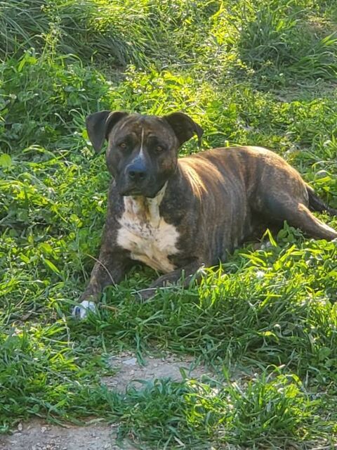 Chien >LEIKA &agrave; l adoption 250 84500 Boll�ne