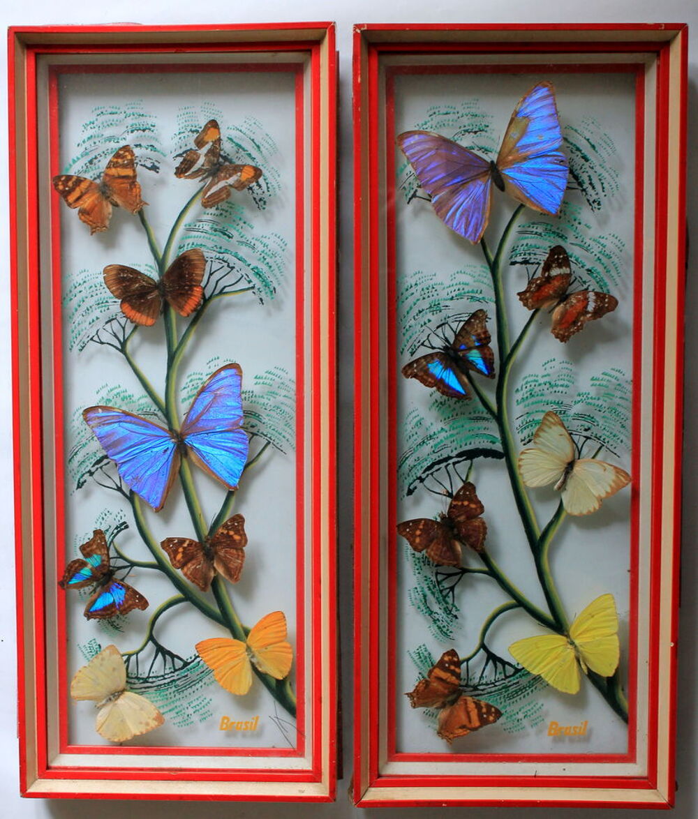 Cadres vitrine Papillons Bresil vintage 60 
