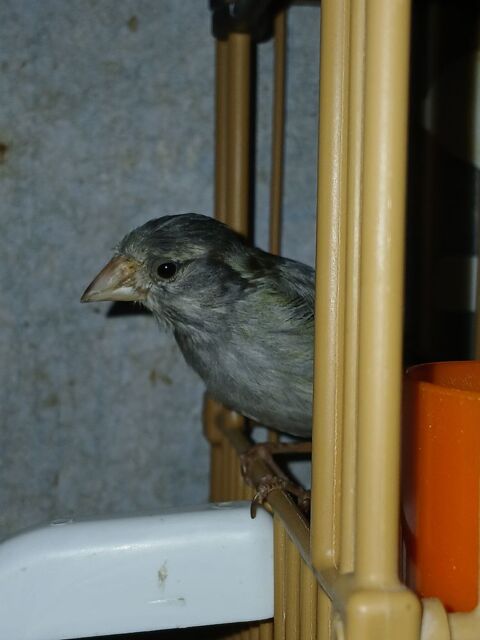 Un m&acirc;le canaris gris bleu 30 95100 Argenteuil