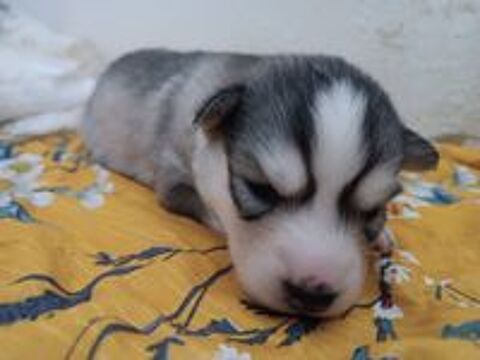   Chiot husky de Sibérie  