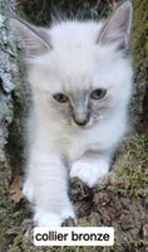   Chaton sacré de Birmanie mâle loof  