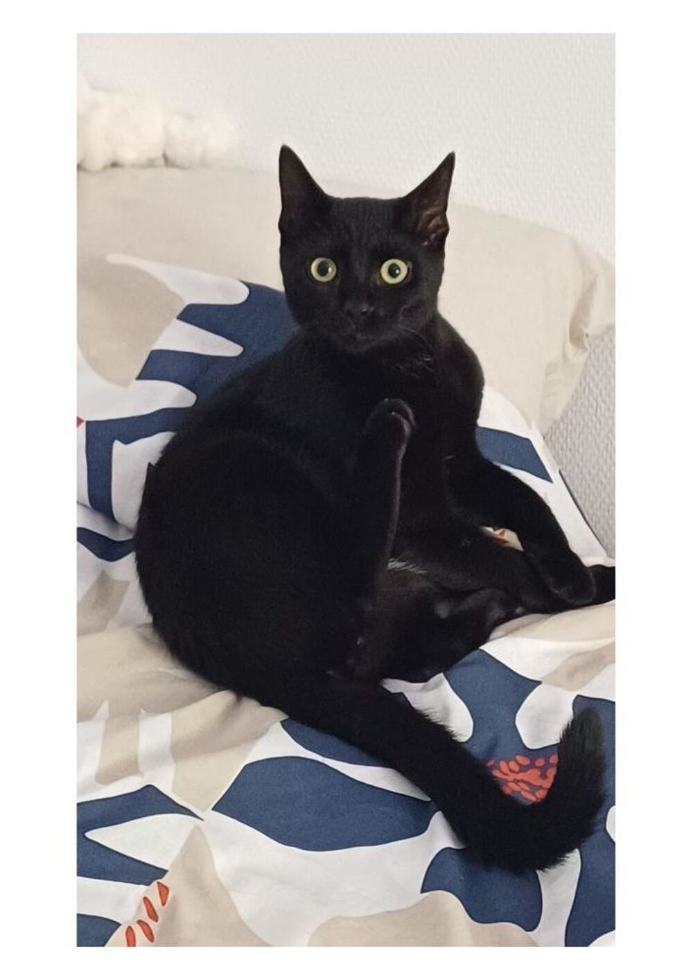  MILO CHAT NOIR 1 AN 