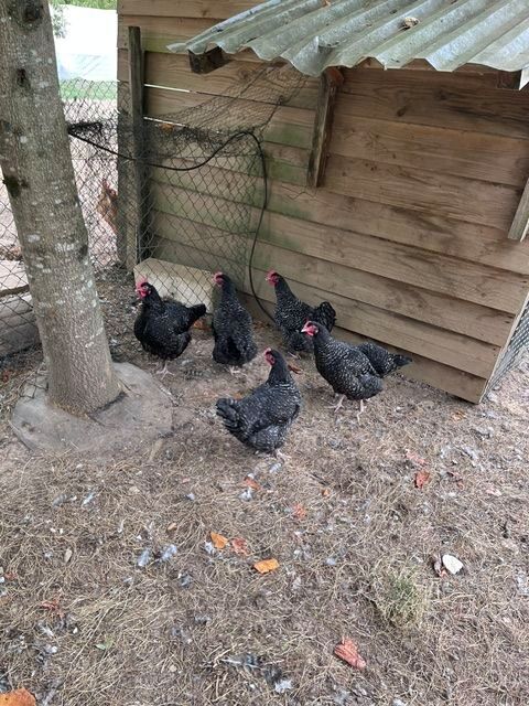 Poulette Coucou de Rennes 20 29520 Châteauneuf-du-faou