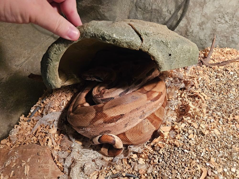 Terrarium (x2) et un occupant (boa) 