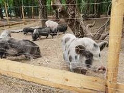   Cochons miniatures gottigen  