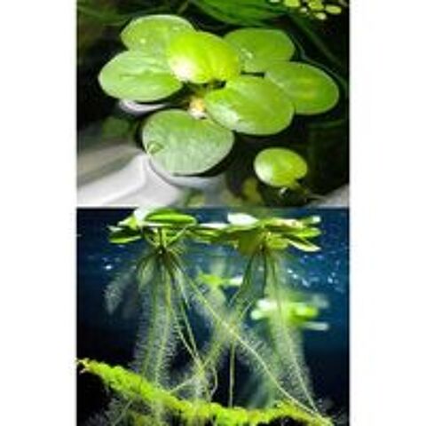   Lot de Plantes de surface pour aquarium/Limnobium laevigatum 