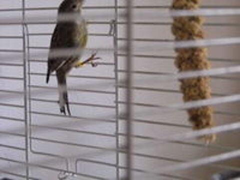   canari raza espagnol 