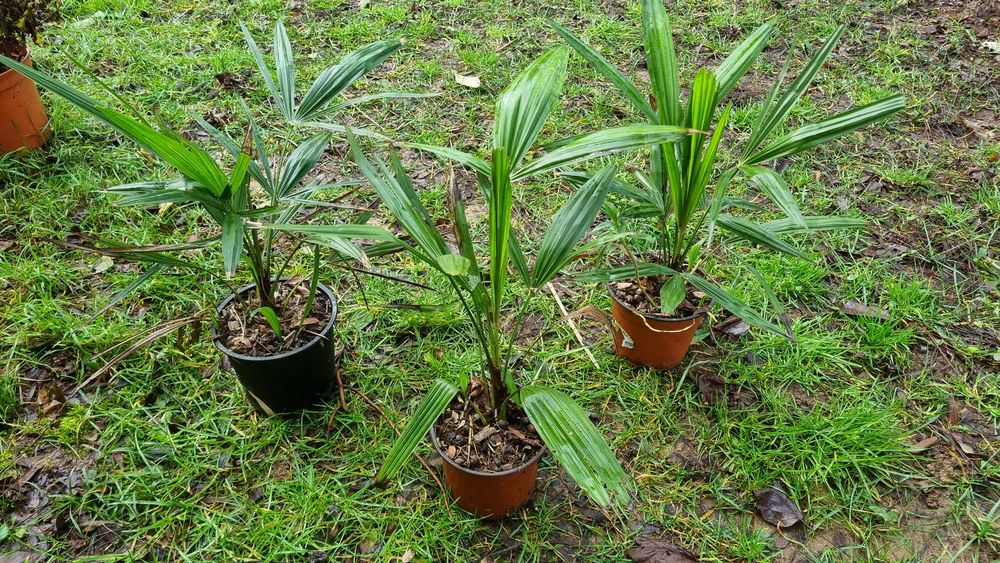 Jeune Palmier vert pour jardin Jardin