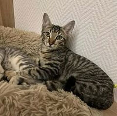   ALTO adorable chaton 4 mois cherche famille 