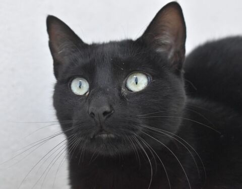 MORGAN 220 95610 ragny