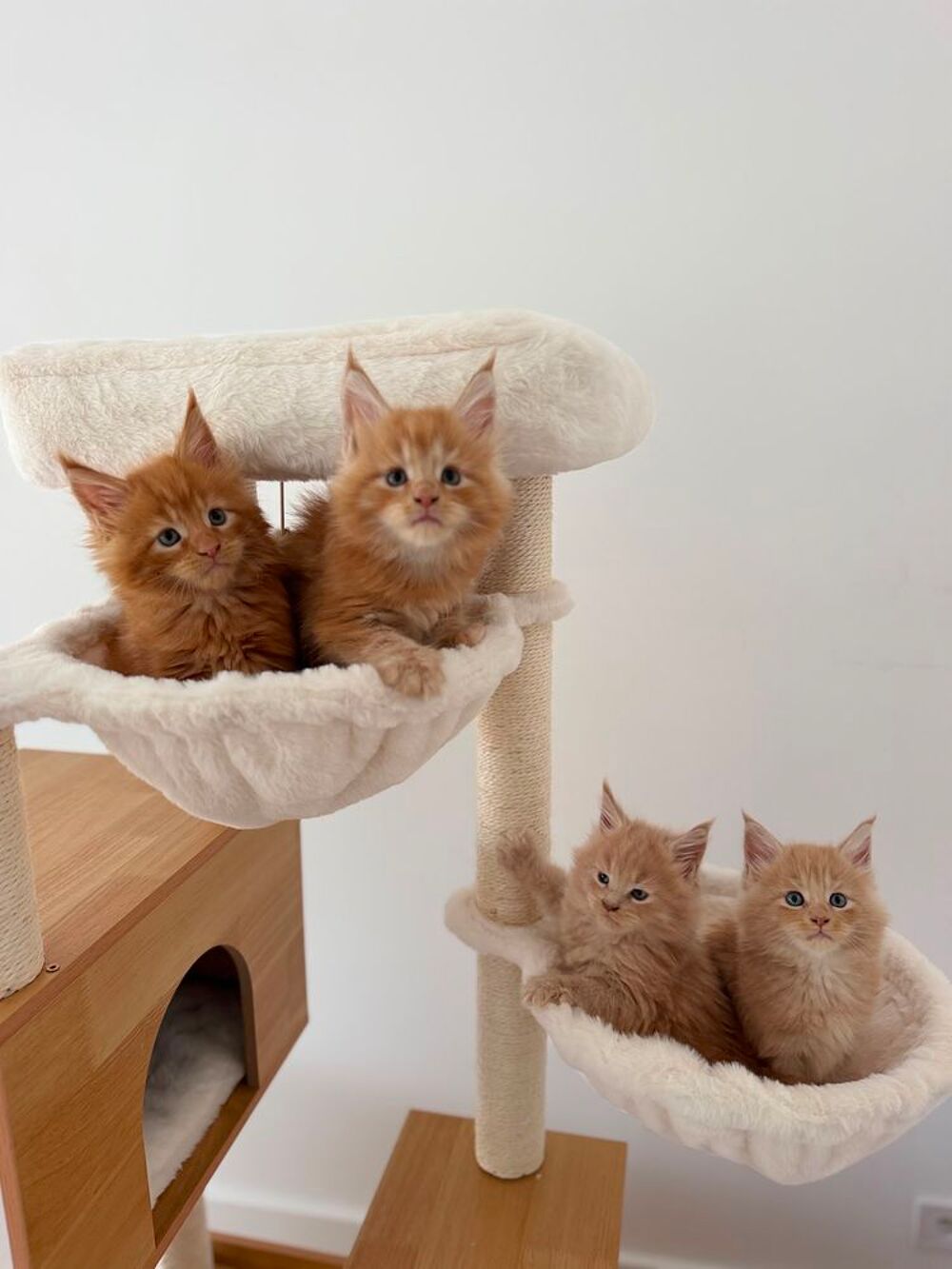   Chaton Maine Coon Loof 