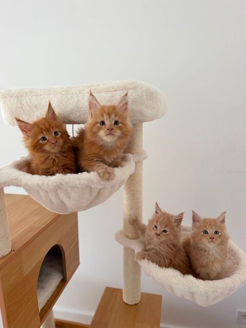 Chaton Maine Coon Loof 1500 77124 Villenoy