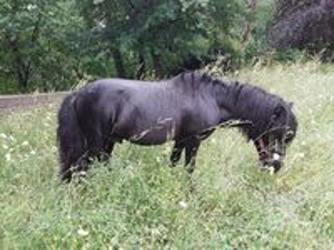   poney Shetland mâle 