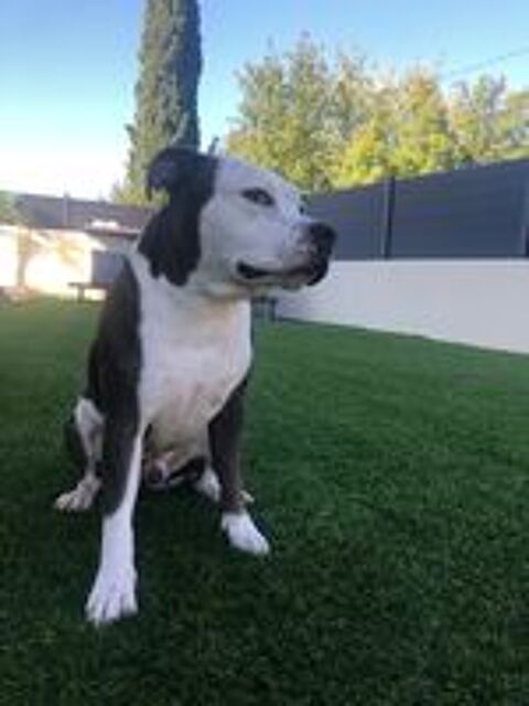   Saillie Staffie 
