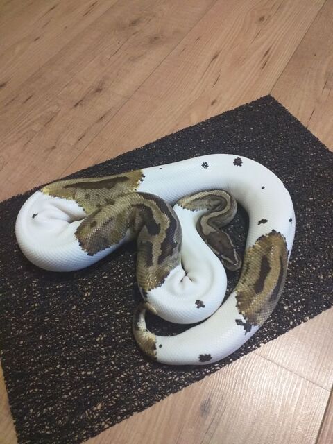 Python regius piebald  200 91540 Mennecy