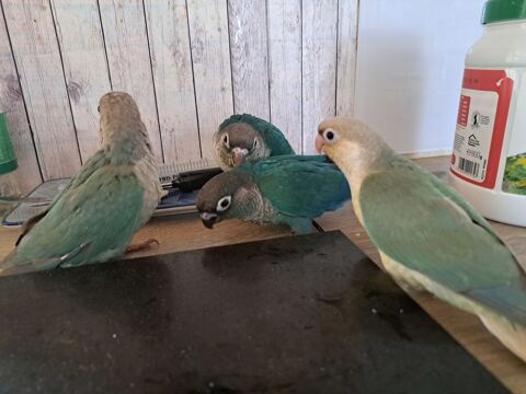 Conures molinae EAM 180 66480 Maureillas-las-illas