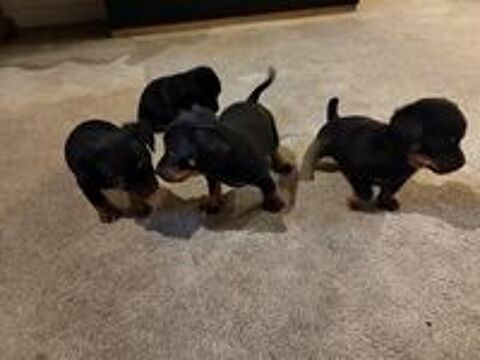   chiots de pinscher naine 