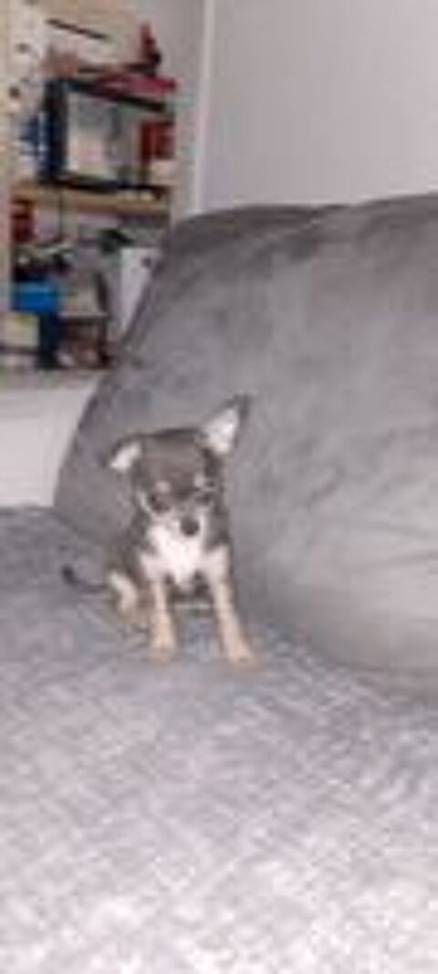  Chiot chihuahua  