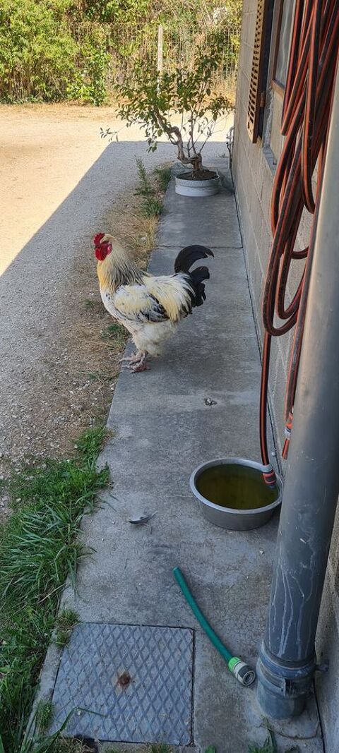 Coq "brahma" 40 18210 Thaumiers