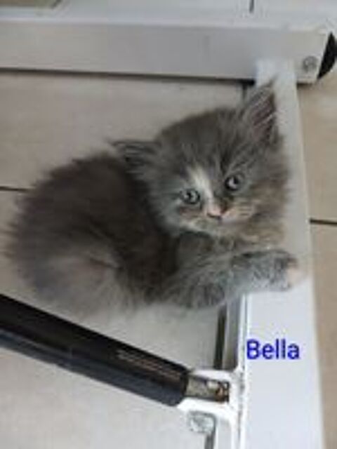   6 chatons maines coon croisés persan (4 males et 4 femelles) 