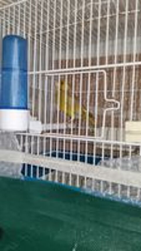   Canaris Verdier brun de mutation  