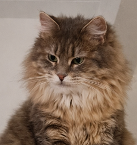 FAIRY FEMELLE TIGRE CREME 3 ANS 1/2 195 92260 Fontenay-aux-roses