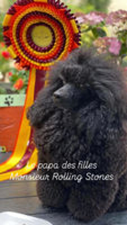   Bella - caniche naine noire LOF 