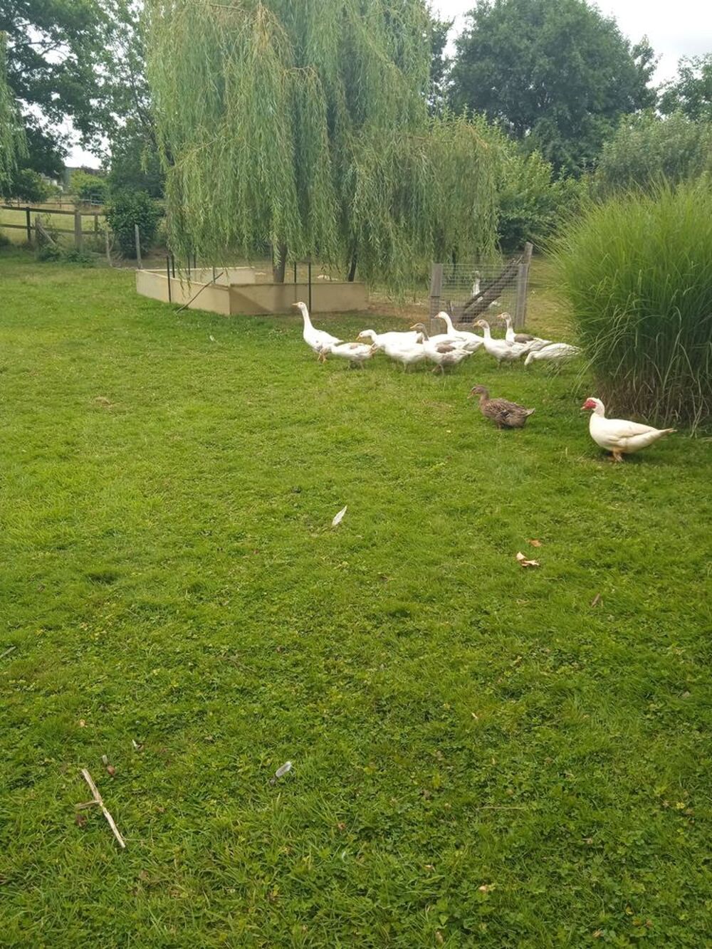   oie normande 