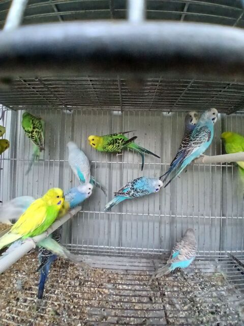 Perruches, mandarins, colombes diamants 8 44150 Ancenis