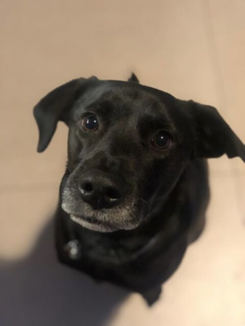 Chien OBY &agrave; l adoption 350 74000 Annecy