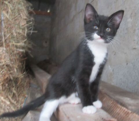 Chatons 0 38440 Royas