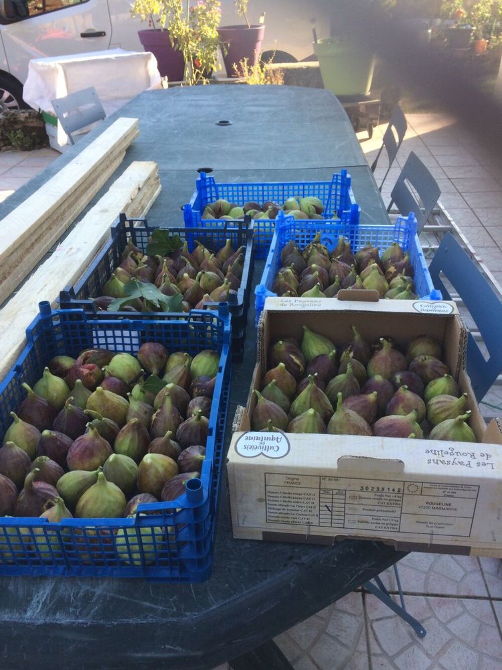 PLANTS DE FIGUIERS A REPIQUER JUSQU'AU DEBUT DU PRINTEMPS Jardin
