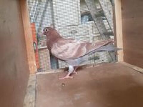   JEUNES PIGEONS COULEUR CHOCO 