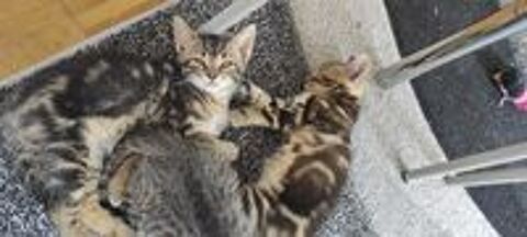   Chaton 