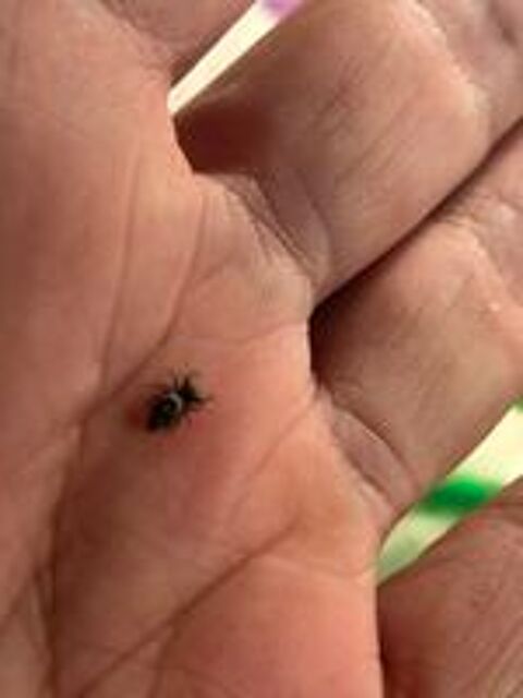   J'aurais à placer des phidippus regius Bahamas
Taille L4
