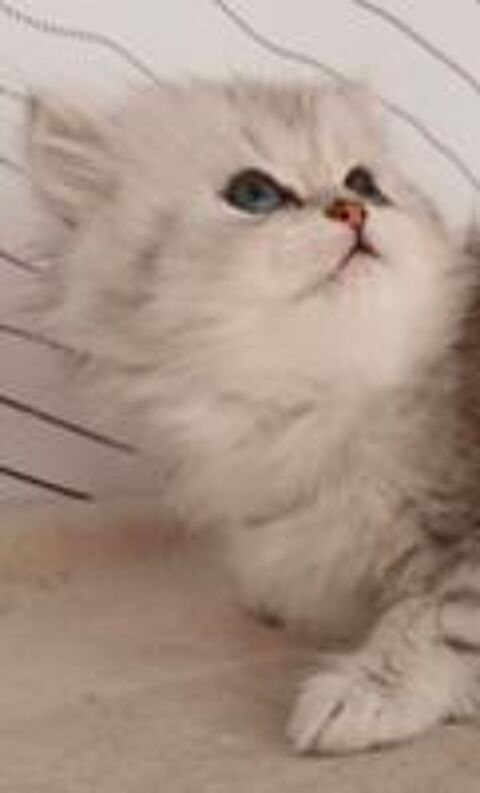   Très mignon chaton femelle persan chinchilla  