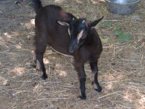 donne bouc castr&eacute; Toy 0 44410 Assérac