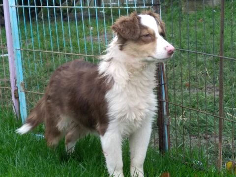 male berger australien 400 18250 Neuilly-en-sancerre