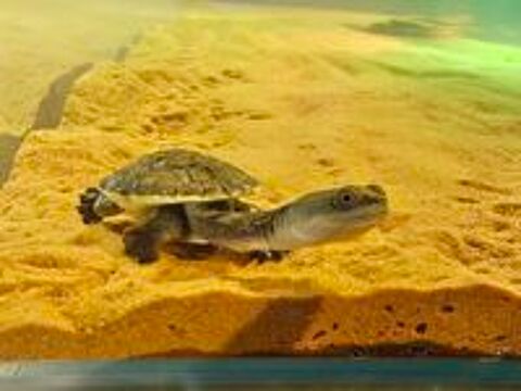  Donne tortue juvénile chelodina rugosa parfait santé  