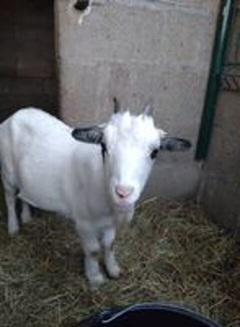   Chimaira, chèvre naine à adopter 