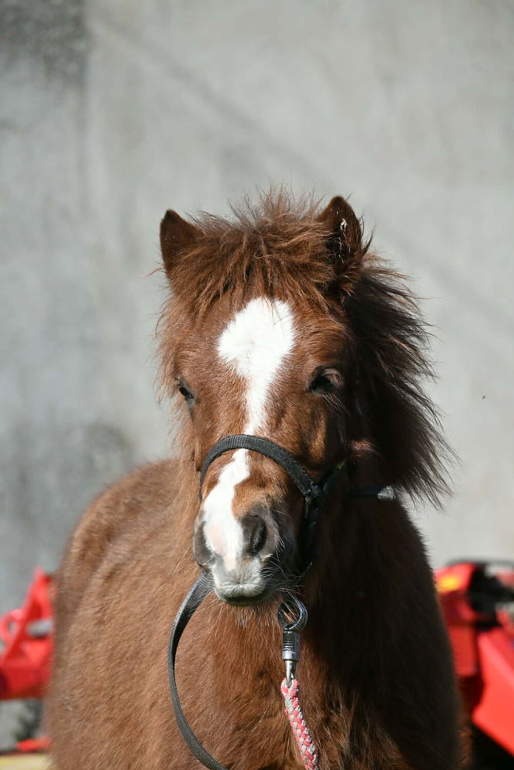   Poney OC type shetland  